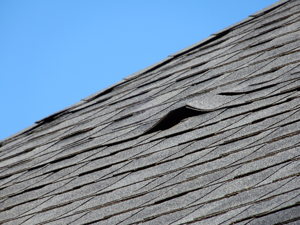 Close-up of an asphalt shingle lifting from heat and weather exposure, showing early signs of spring roof damage in Tampa.
